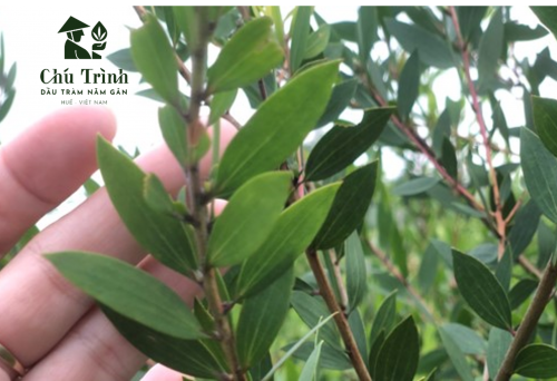 Phân Biệt Tràm 5 gân và Tràm thông thường