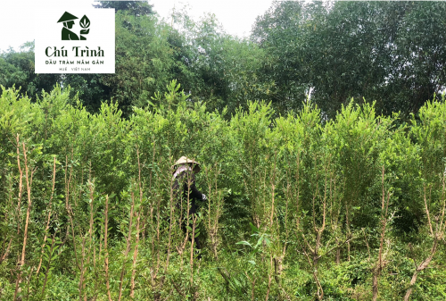 Thu hoạch tràm 5 gân